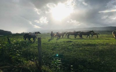 Looking For Some Nice Land in a Great Horse Country