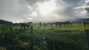 BUCKLES-PROPERTIES-PICTURE---HORSES-IMG_7209.jpg-(USE)